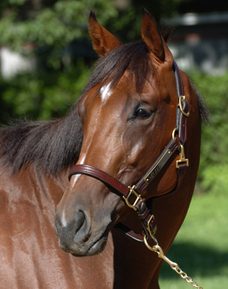 Flashback: Afleet Alex wins the Sanford in 'freak' fashion